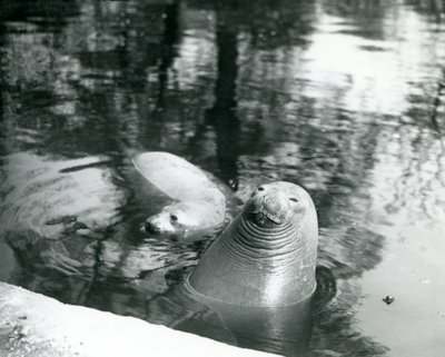 Zwei südliche See-Elefanten in ihrem Becken im Londoner Zoo, 20. April 1914 von Frederick William Bond